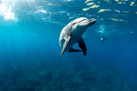 Seabed exploration: As Canadian company files application, new studies warn of grave threats to marine life