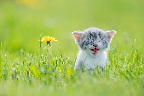 Is your cat vocal or quiet? The explanation could be in their genes