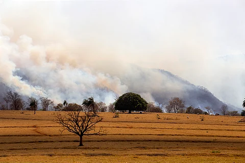 Brazil faced its worst forest fires in 2024, more than 62% area burnt 