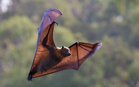 Bats get fat to survive hard times. But climate change is threatening their survival strategy