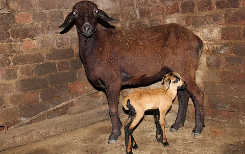 The Dharamgarh sheep breed is ‘an ATM’ for tribal smallholder farmers of Odisha’s Kalahandi district
