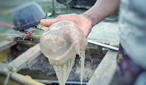 Entangled livelihoods: Jellyfish blooms and the fall of traditional fishing in  Kerala backwaters