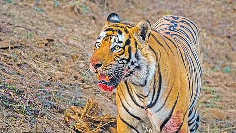 Tigers turning maneaters? Uncovering a deadly trail