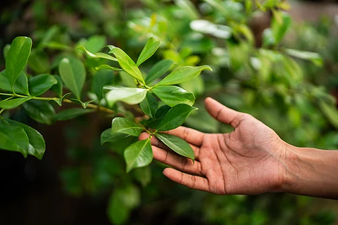 Senior Bengal botanist attacked for trying to protect biodiversity hotspot