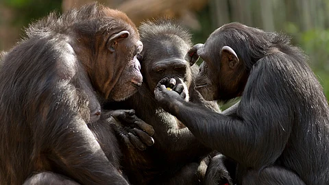 Whose turn is it? The question is at the heart of language and chimpanzees ask it too