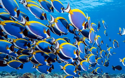 Many fish are social, but pesticides are pushing them apart