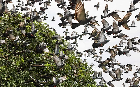 Concern in Delhi over ‘rats from the sky’