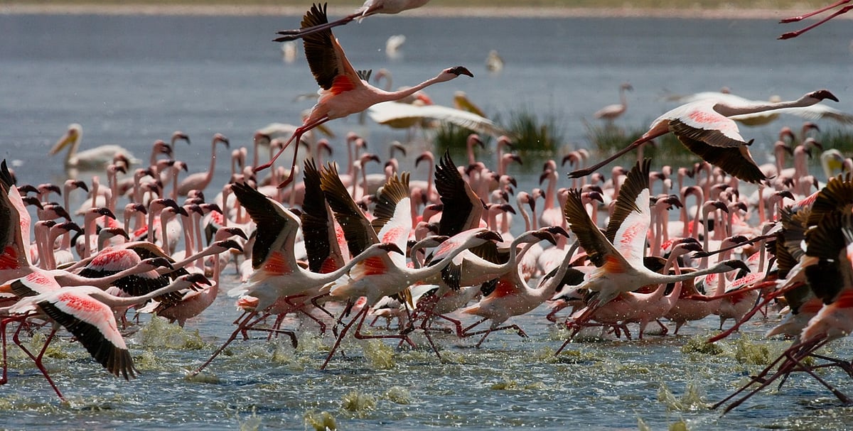 How to Conserve Migratory Birds: Effective Tips for Lasting Impact