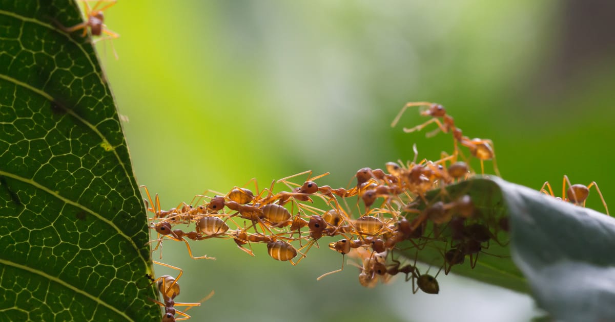 Ants' Ancient Innovations: Medicine, Farming, and Engineering Mastery