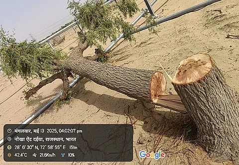 A battle between ‘greenery’ and ‘green energy’ is brewing in the Thar. And it centres around the Khejri tree