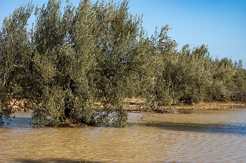 A flooded olive grove after unseasonal rains near Enfidha, Tunisia.