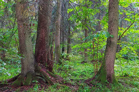 Atlas identifies areas rich in mycorrhizal fungi, some 90% of them are outside protected areas