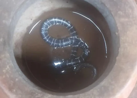 Jharkhand: Why have snakebite deaths spiked in the state of late?
