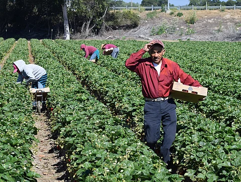 Trump’s push for more deportations could boost demand for foreign farmworkers with ‘guest worker’ visas