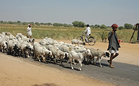 India’s livestock future is not just about big hooves, but also about small hooves and beaks 