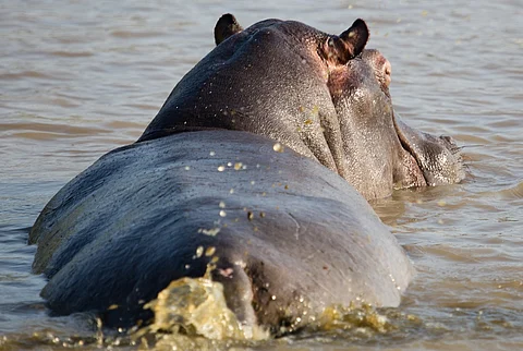 Ramsar COP15: Experts stress importance of wildlife to Africa’s wetland preservation
