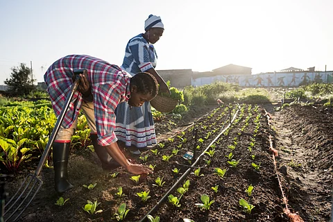 Africa’s smallholder farmers are using bright ideas to adapt to climate change: G20 countries should fund their efforts