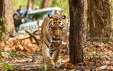 Tigers turning maneaters? Increased interaction with humans causing behavioural change in big cats, feel experts