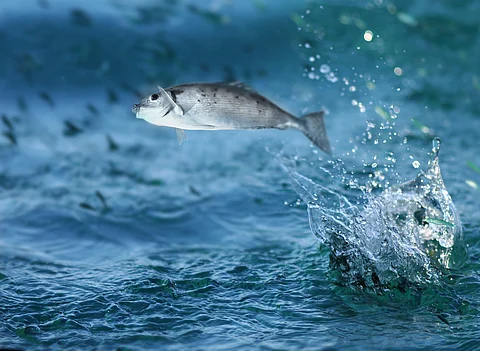 High Seas Treaty: How fish has emerged as the bone of contention among countries