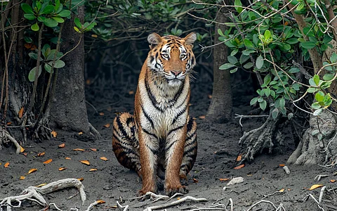 Tigers turning maneaters? Why do big cats hunt and eat humans in the country of the 18 tides?