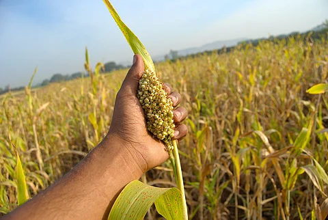 Odisha releases new roadmap to bring landraces under formal seed systems