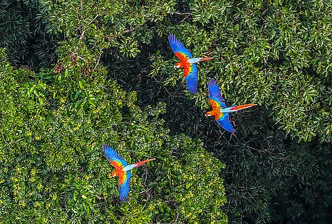 Can indigenous territories and protected areas save the Amazon?