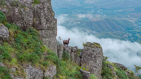 Documentary ‘Nilgiris: A Shared Wilderness’ an effort to salvage wild beauty & invite rethinking of our relationship with nature