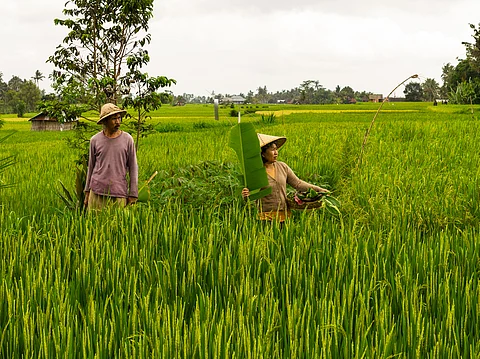 Perceived betrayal: Global South criticiaes Plant Genetic Treaty Amendments