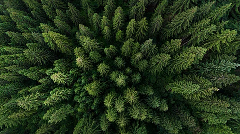 Carbon sink declining in European forests: Study