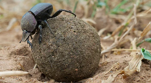 Climate-fuelled El Niño events are devastating butterflies, beetles and other tropical insects