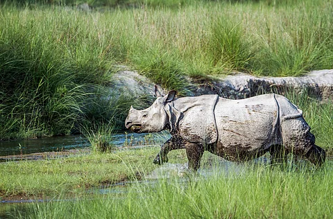 Greater one-horned rhino numbers rise slightly, as Javan rhino numbers plunge and black rhino numbers rise: State of the Rhino 2024