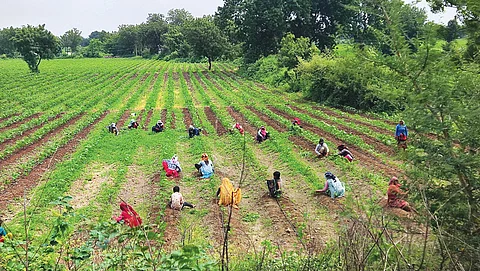 Farmers in Dhar district say they have started to seek herbicide-tolerant Bt cotton varieties to save their crops from pests and allow them to use the weedicide glyphosate