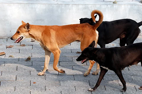 Remove free-ranging dogs from Delhi-NCR localities, never to be released in public spaces: SC