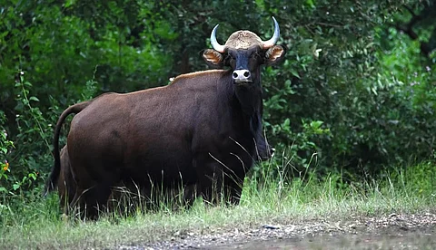 Gaur declining in Palamau Tiger Reserve, its last stronghold in Jharkhand