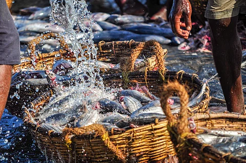 Restoring half of degraded land, reducing food waste by 75% and replacing 70% of unsustainable red meat with sustainable seafood could spare 30 million sq km of land