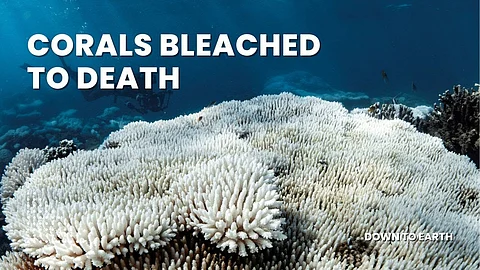 Australia’s coral reefs face their worst bleaching event yet