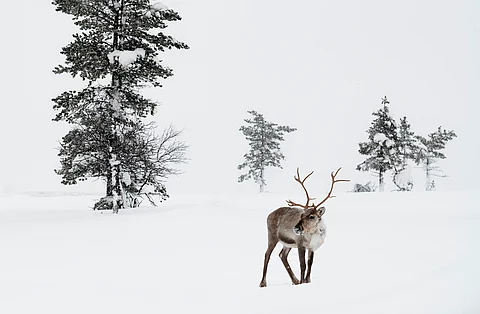Arctic reindeer could be nearly gone by 2100, particularly in North America, warns study