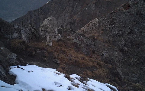 Year-round snow leopard presence and breeding activity confirmed in Jammu and Kashmir