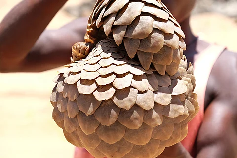 TikTok’s online wild meat sellers — study finds endangered species on offer in west Africa