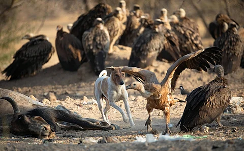 Vultures vs dogs fallout: ‘Direct link between vulture decline and the sharp rise of free-ranging dogs’