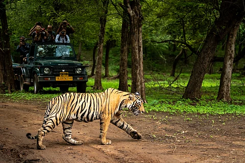 Poverty, mining and deforestation driving tigers to local extinction