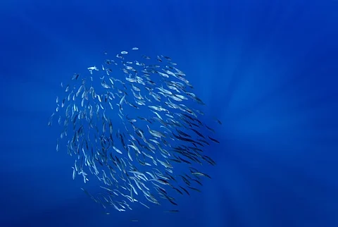How climate change is making Europe’s fish move to new waters