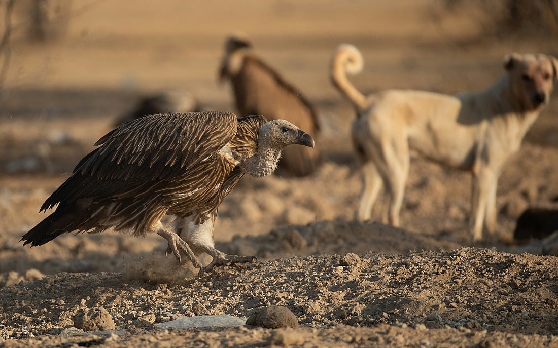 Vulture Decline Impact: Urban Food Waste Fuels Dog Population Surge