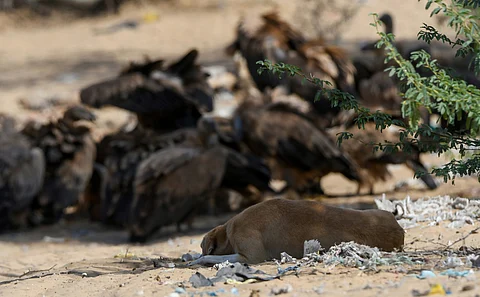 Vultures vs dogs fallout: ‘Anecdotal evidence exists, but still very difficult to quantify increase in dogs because of vulture decline’