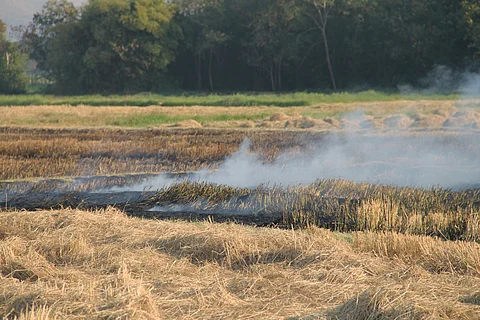 Crop residue burning has impacts beyond pollution — study finds disruption in microbial biodiversity, increased pests and fertiliser use