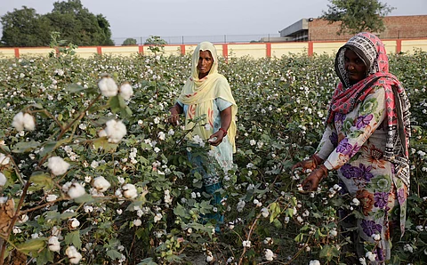 Will India remain king of cotton?