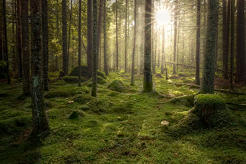 Younger forests outnumbering old, disturbing world’s carbon balance  