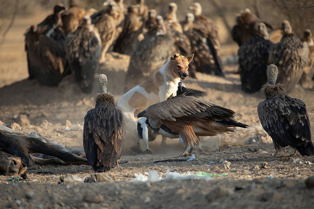 Vulture-Dog Conflict: Canines Disrupting Thar's Historic Feeding Grounds