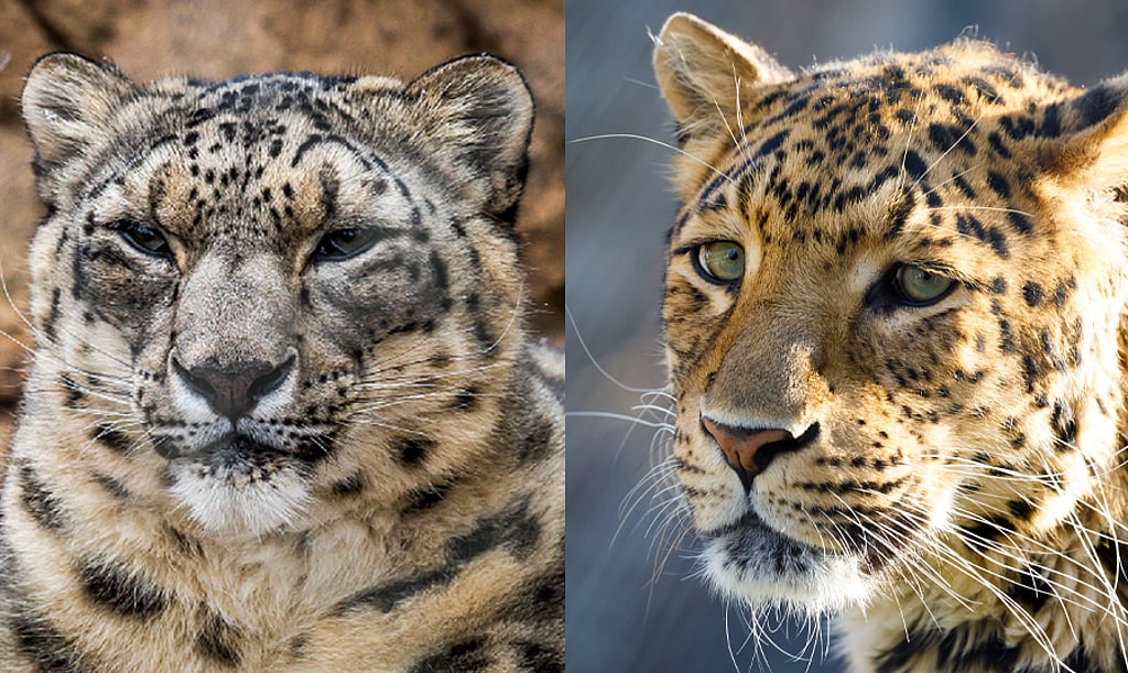 Leopard Encroachment: Common Leopards Threaten Snow Leopard Habitats