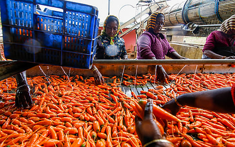 A British-era crop powers Ooty’s economy